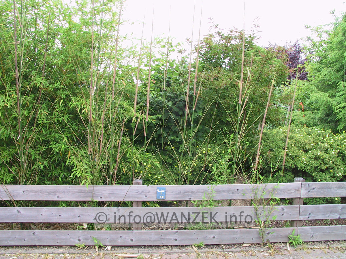 Phyllostachys - Bambus wuchert2.JPG
